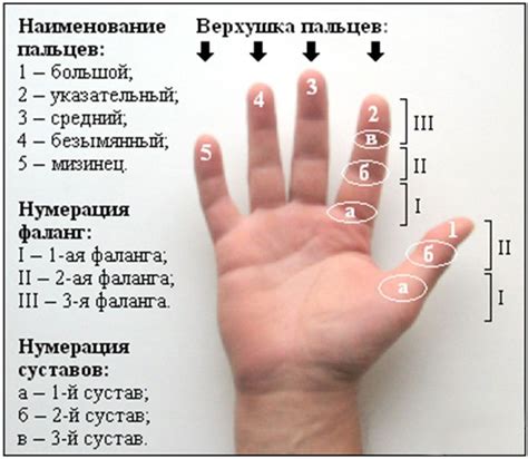 ШКОЛА: УЧИМ НАЗВАНИЕ КАЖДОГО ПАЛЬЧИКА
