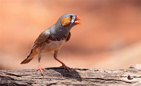 zebra finch birdlife australia