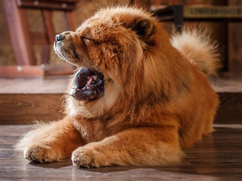 Giant Fluffy Dog