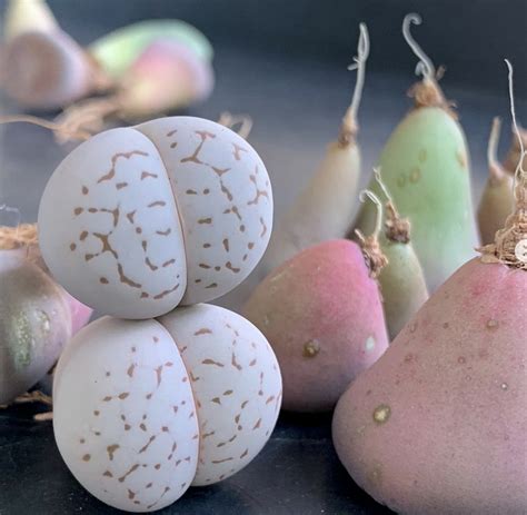 Dinteranthus Vanzylii Seeds - Cactus Kingdom