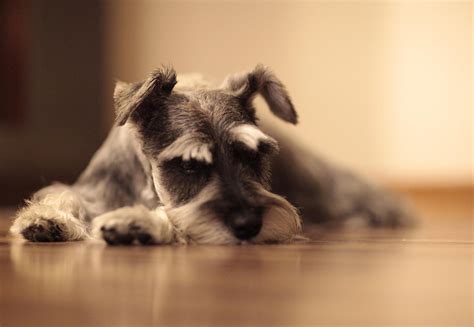 schnauzer dog schnauzer  pixabay