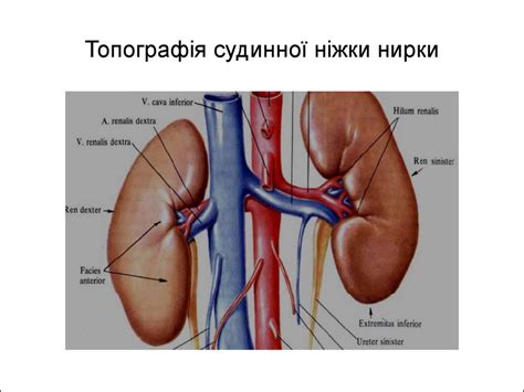 Будова та розвиток, нирки чоловічих і жіночих статевих органів - online ...
