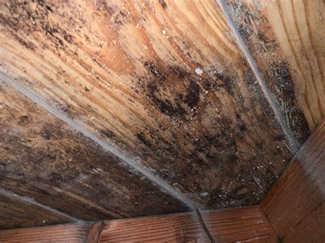 how to kill mold on wood 5