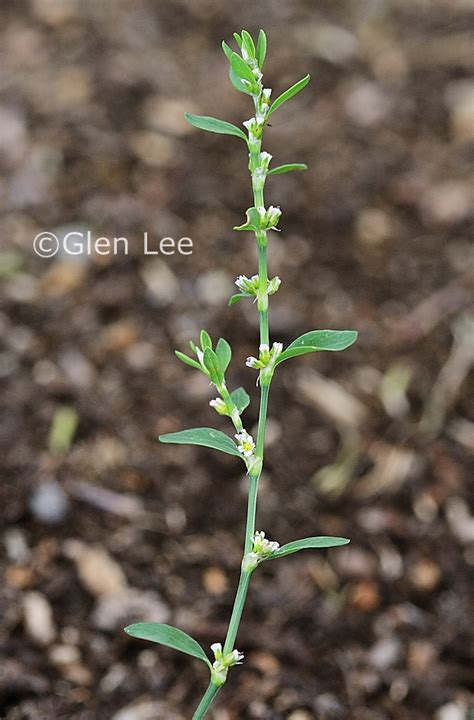 Polygonum aviculare photos Saskatchewan Wildflowers
