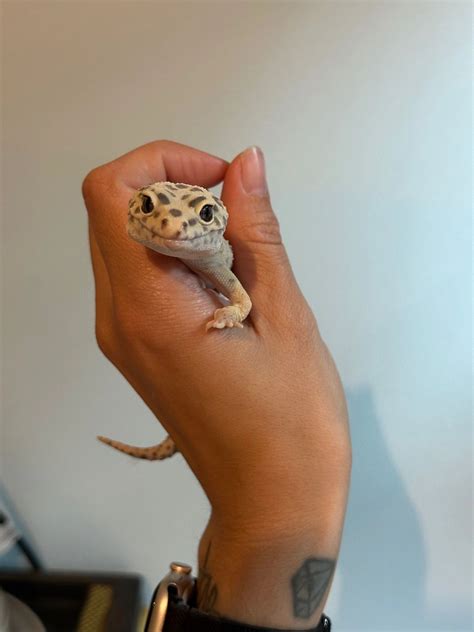 is it normal gecko weak without vet 8