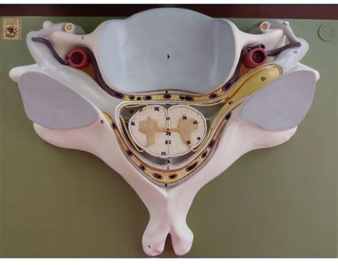 Vertebral Foramen Contents Quiz