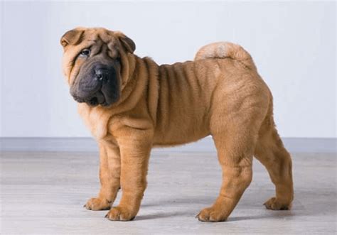 Chinese Shar-Pei Breed Information | Puppies For Sale Online