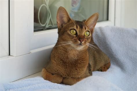 Razze di Gatti: Tutte le razze feline dalla A alla Z | Il mio gatto è ...