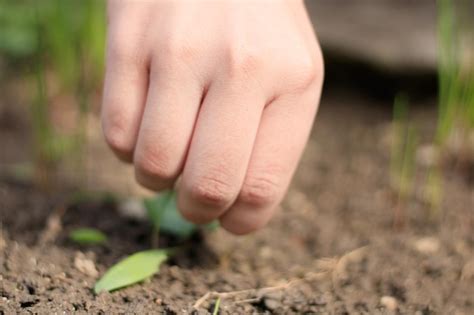 how to take care of a garden