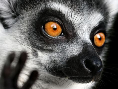 Кошачий или кольцехвостый лемур (лат. Lemur catta), фотографии лемуров.