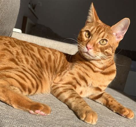 12 Orange Cat Breeds That Will Charm You with Their Meows | Bored Panda