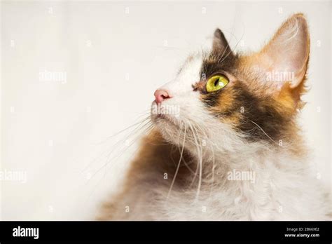 Studio photograph of a female La Perm cat Stock Photo - Alamy