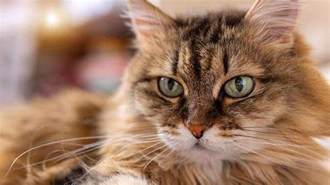 Do hypoallergenic cats even exist? 3 myths dispelled about cat ...