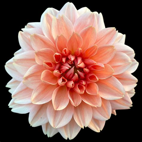 Linda's Esther – Just Peachy Flowers