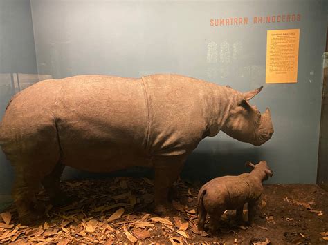 Sumatran rhinoceros by Tigerclaw82 on DeviantArt