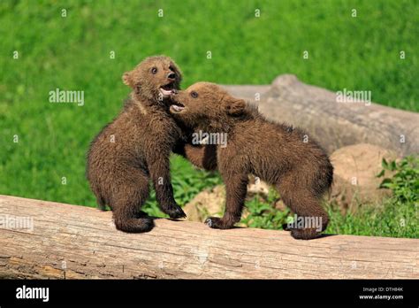 european brown bears cubs ursus arctos stock photo alamy
