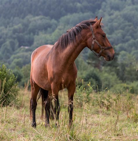 Hodowla Koni Kabardyńskich Kabardia