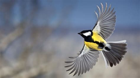 Flygande Talgoxe. | Birds wallpaper hd, Bird wallpaper, Bird