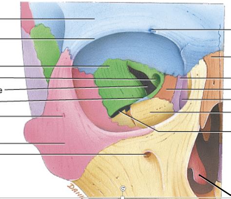 Skull Anatomy- Right Orbit Diagram | Quizlet