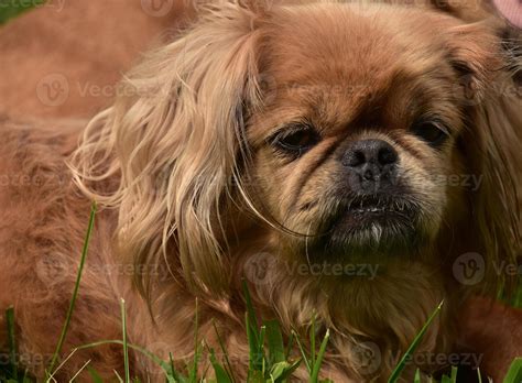 Cute Fluffy Blonde Pekingese Puppy Dog Up Close 9552475 Stock Photo at