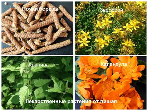 7 вопросов о том, как лечить лишай у человека в домашних условиях