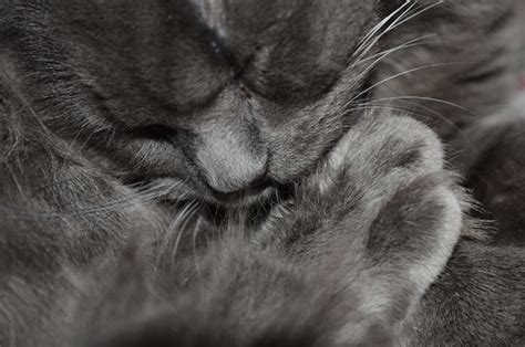 La tenerezza | Petpassion
