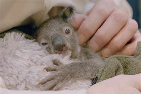 Really Cute Baby Koalas