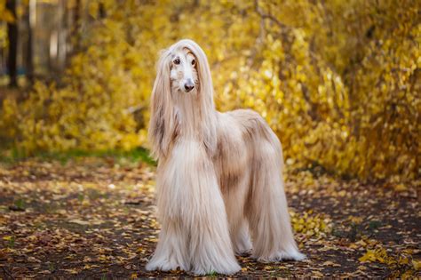 20 of the Cutest White Dog Breeds | Reader's Digest