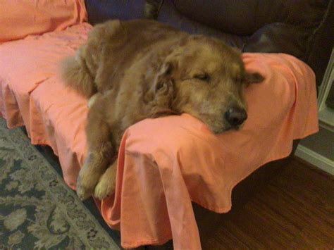 Poor guy is really struggling post-op. :( : r/goldenretrievers