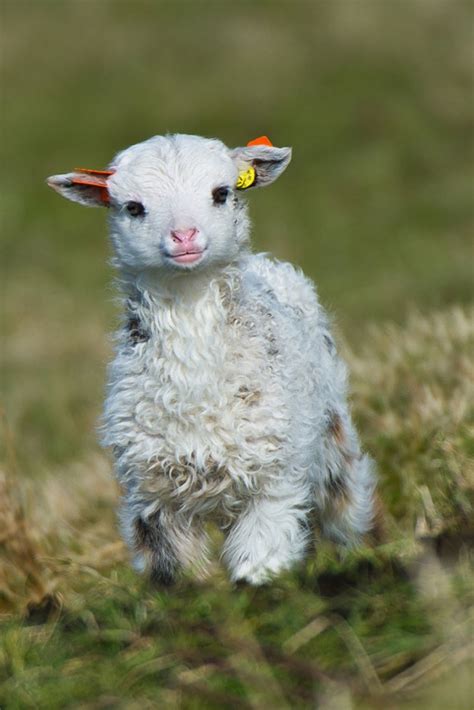 aww   cutest baby animal pictures youll find
