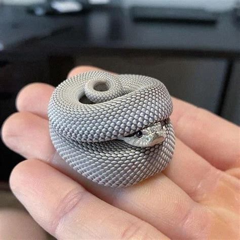 Pin on рептилии | Pretty animals, Cute reptiles, Cute wild animals