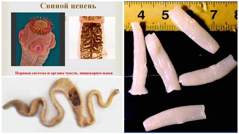 Свиной цепень: жизненный цикл, фото и описание