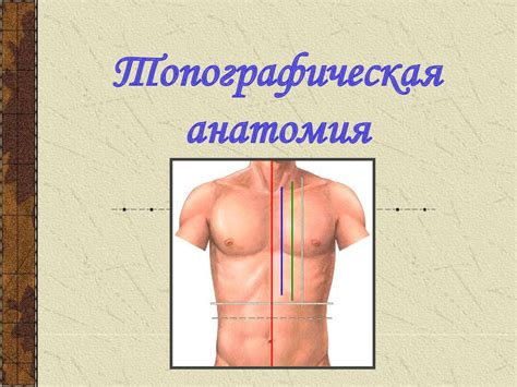 Топографическая анатомия - презентация онлайн