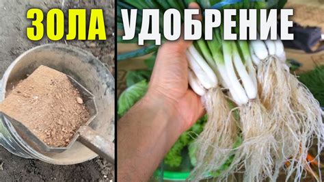 Древесная Зола Как Удобрение. Органическое земледелие - YouTube