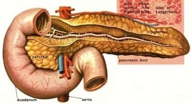 dm pancreas and islets – Anatomy System – Human Body Anatomy diagram ...