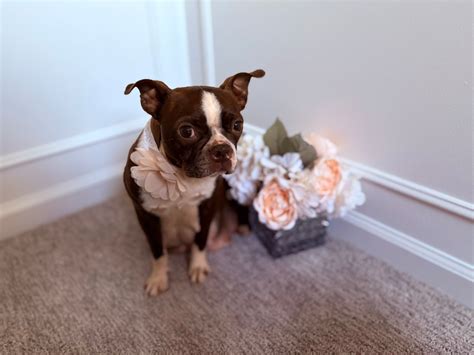 Tuxedo... - Tuxedo Hearts Boston Terrier Rehoming & Rescue