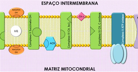 Cadeia Transportadora De Eletrons - Studying Plant Physiology: Respiração: Cadeia Transportadora de Elétrons