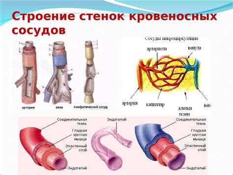 Сердечно-сосудистая система человека. Артерии - презентация онлайн