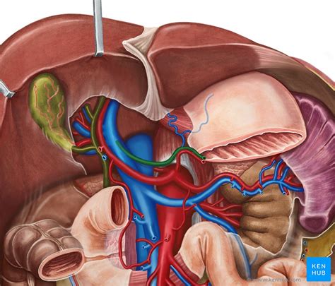 left gastric vein anatomy tributaries drainage kenhub