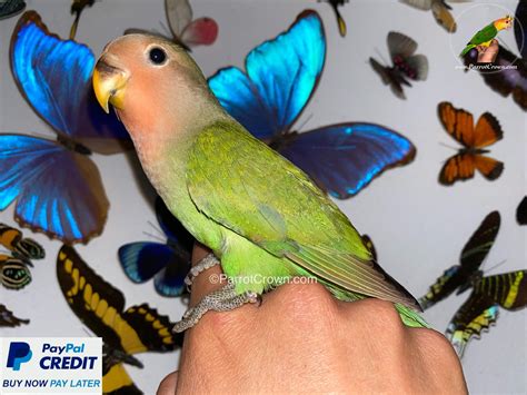 love birds craigslist 9