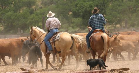 exploring  cattle industry   american cattlemen podcast