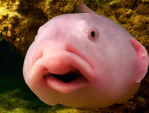 What Does a Blobfish Look Like Underwater?