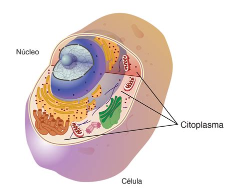 As Celulas Eucariontes Possuem Estruturas Dispersas Em Seu Citoplasma
