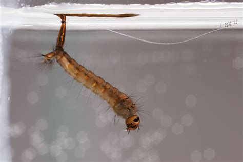 la larve de moustique la salamandre