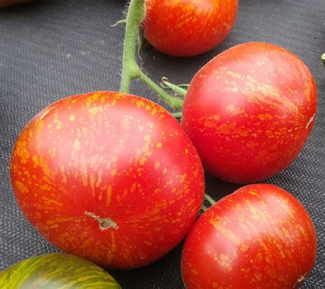Клубничный леопард | mir-tomatov