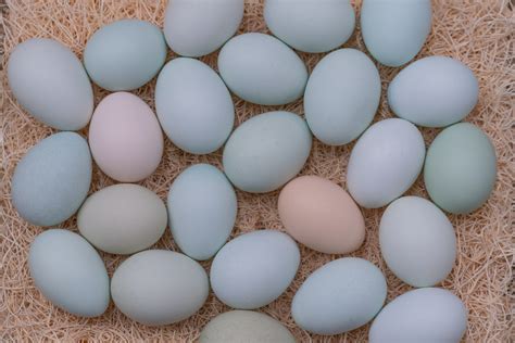Easter Egger Hen Eggs 6 FIBRO EASTER EGGER / OLIVE EGGER Fresh
