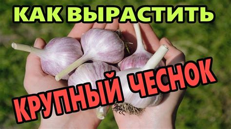 Чеснок весной ЧЕРЕЗ РАССАДУ. СУПЕР МЕТОД. Утепление грядок! ПОЖАР В ...