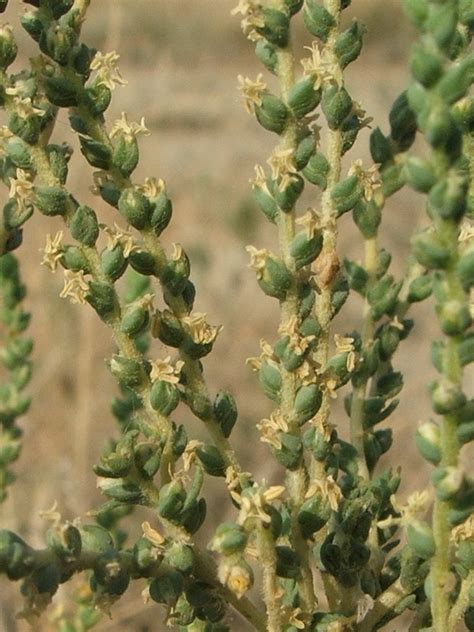 Salsola laricina - Изображение особи - Плантариум