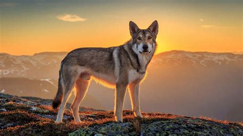 Czechoslovakian Wolfdog Wallpapers - Wallpaper Cave