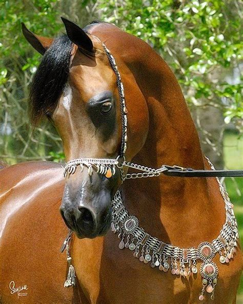 Arabian horses \ Арабские скакуны | VK | Tipos de caballos, Caballos ...
